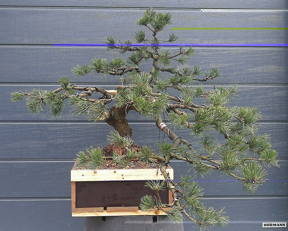 Pinus mugo Garage1000.jpg