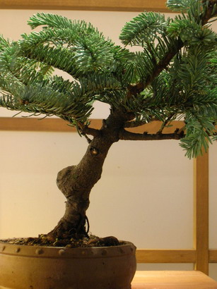 Picea1_Bildgröße ändern.JPG