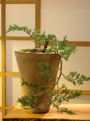 Juniperus_Bildgröße ändern.JPG