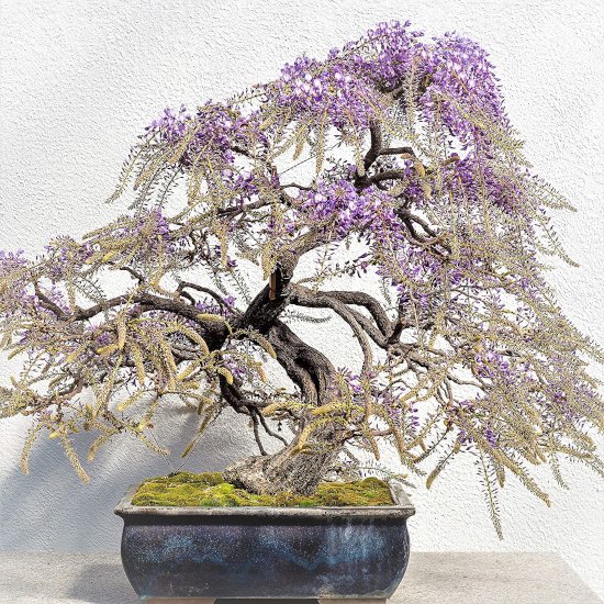 bolusanthus_speciosus_bonsai.jpg