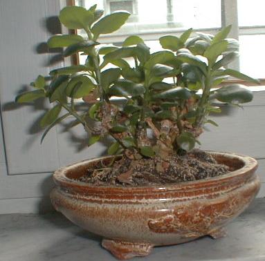 kalanchoe4.JPG