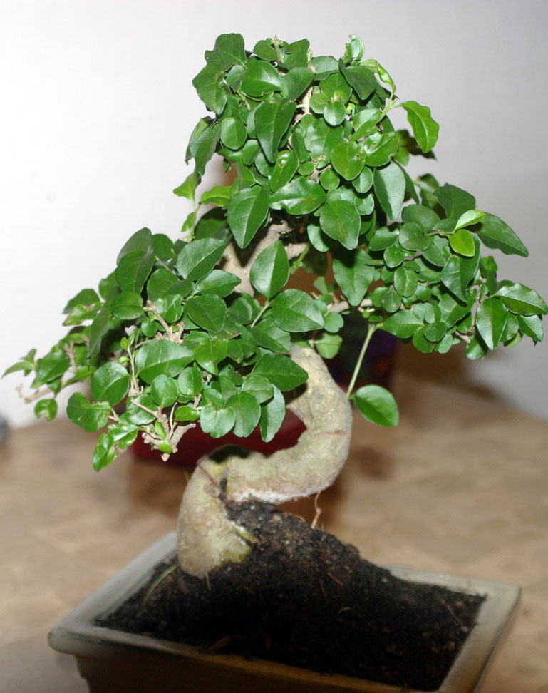 bonsai.jpg