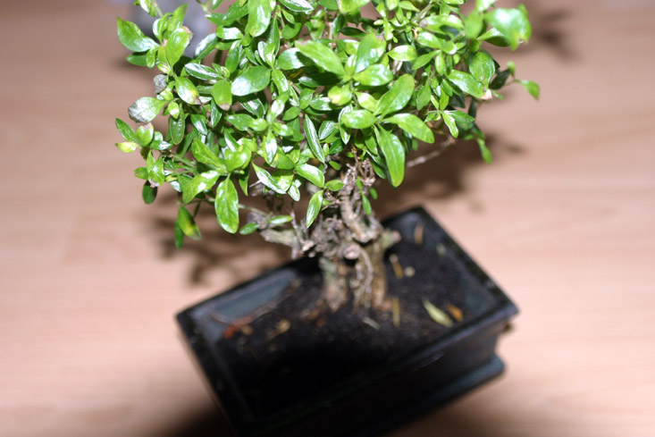 bonsai2.jpg