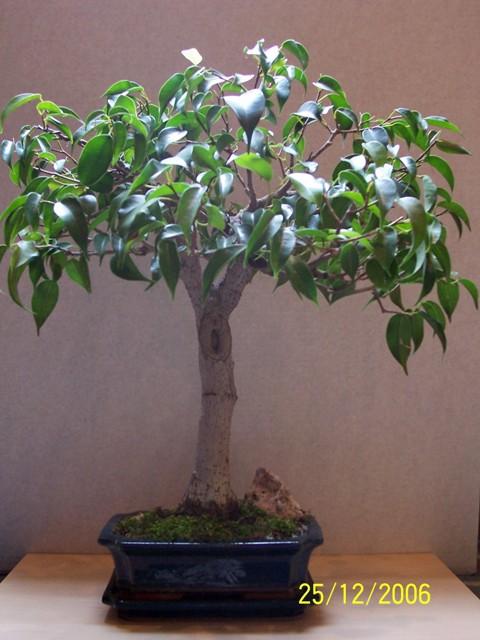 Ficus benj.alt2.jpg