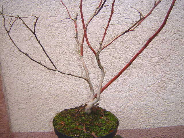 Heidelbeere3.JPG