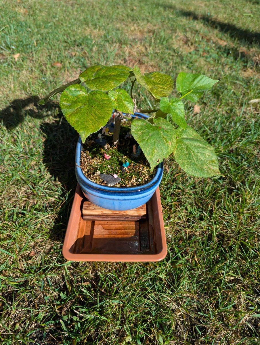 bonsai001.jpeg