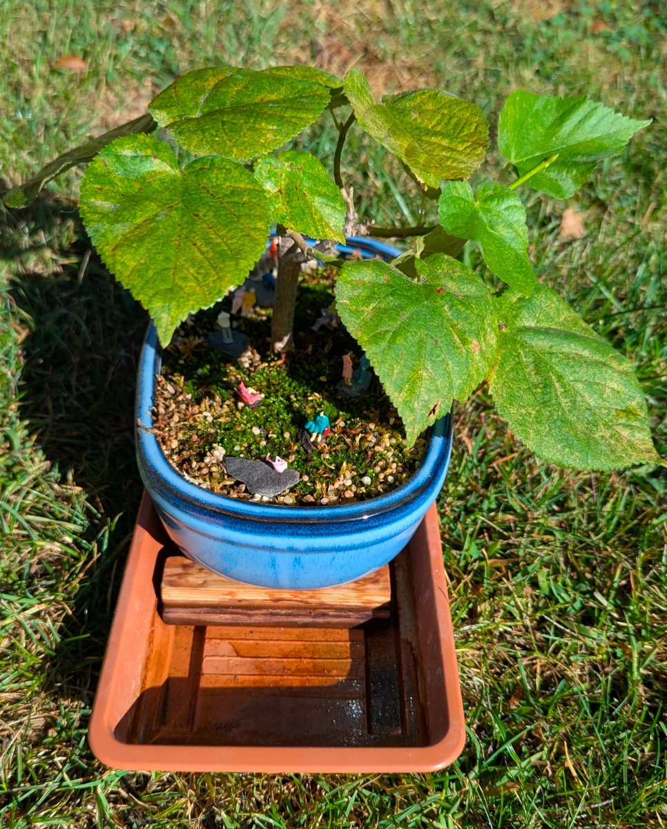 bonsai002.jpeg