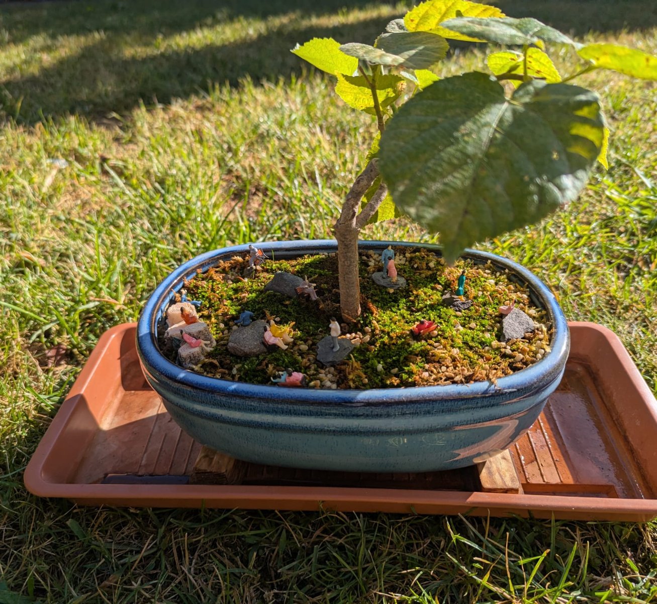 bonsai004.jpeg