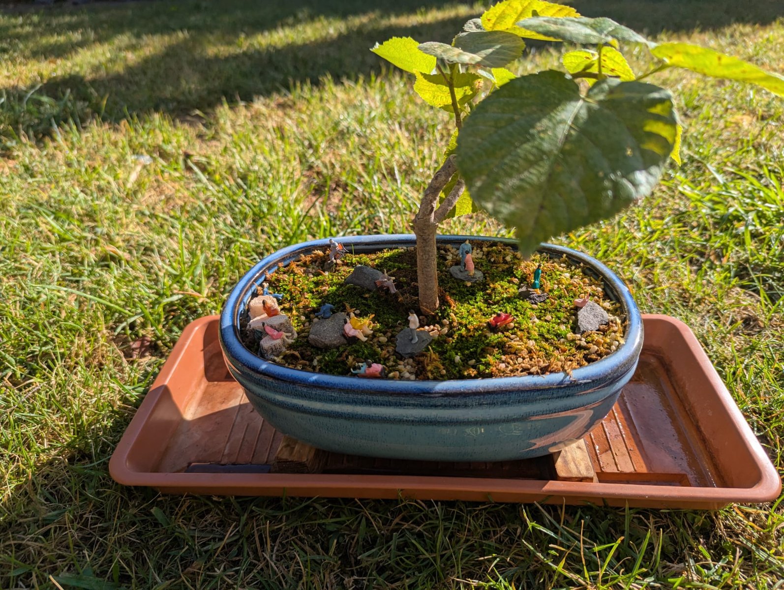 bonsai006.jpeg