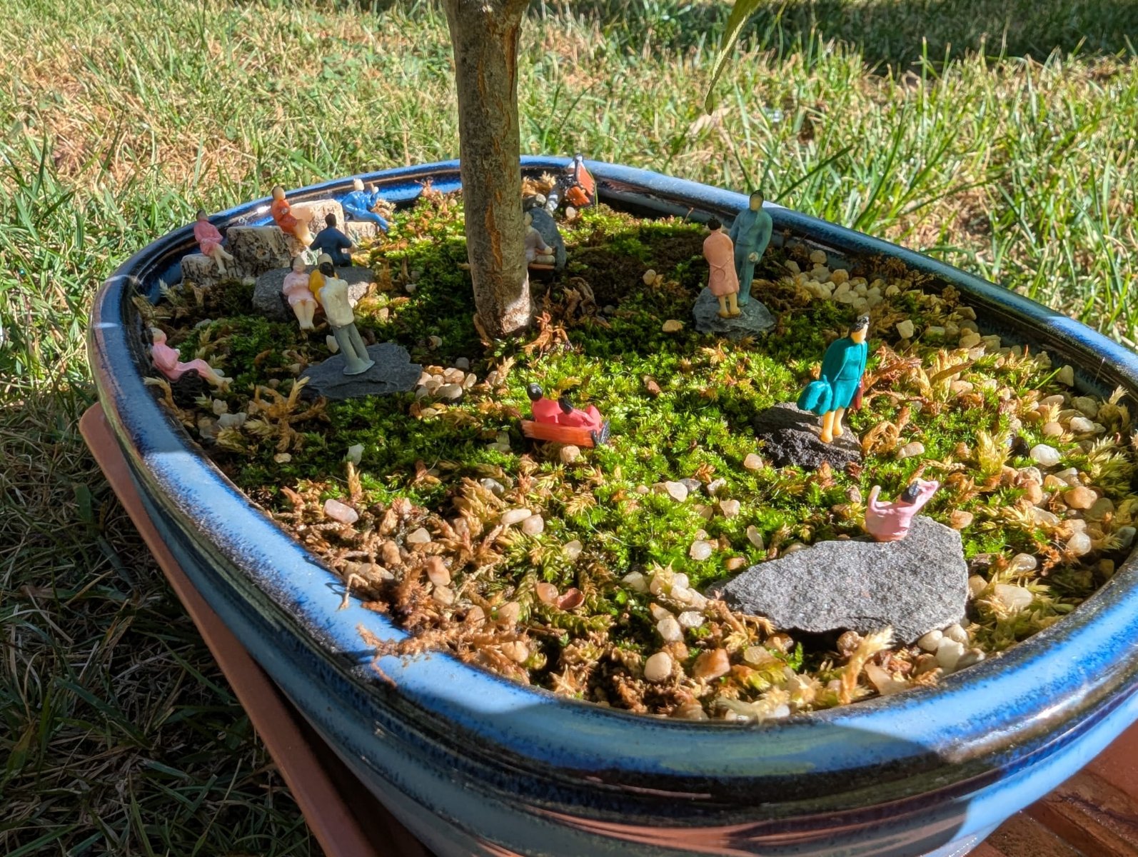 bonsai007.jpeg