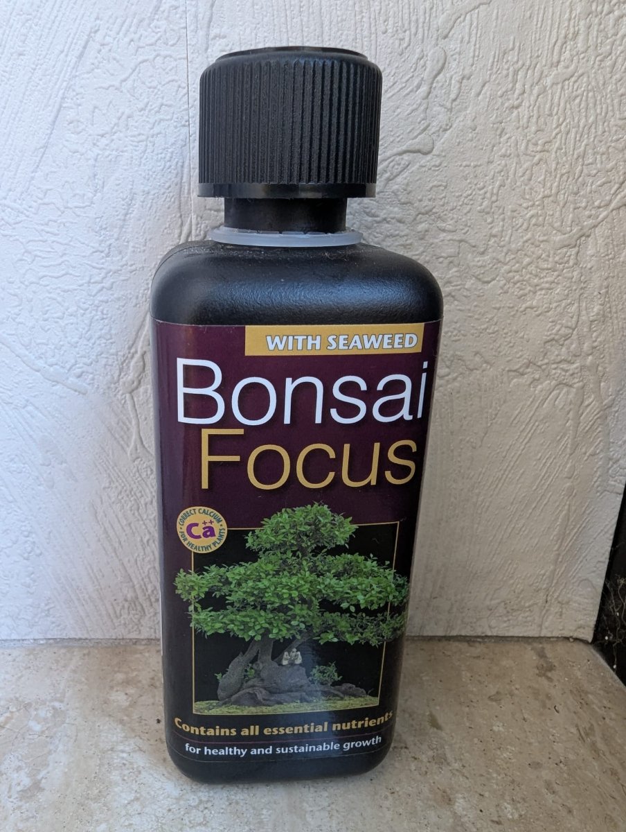 bonsai009.jpeg