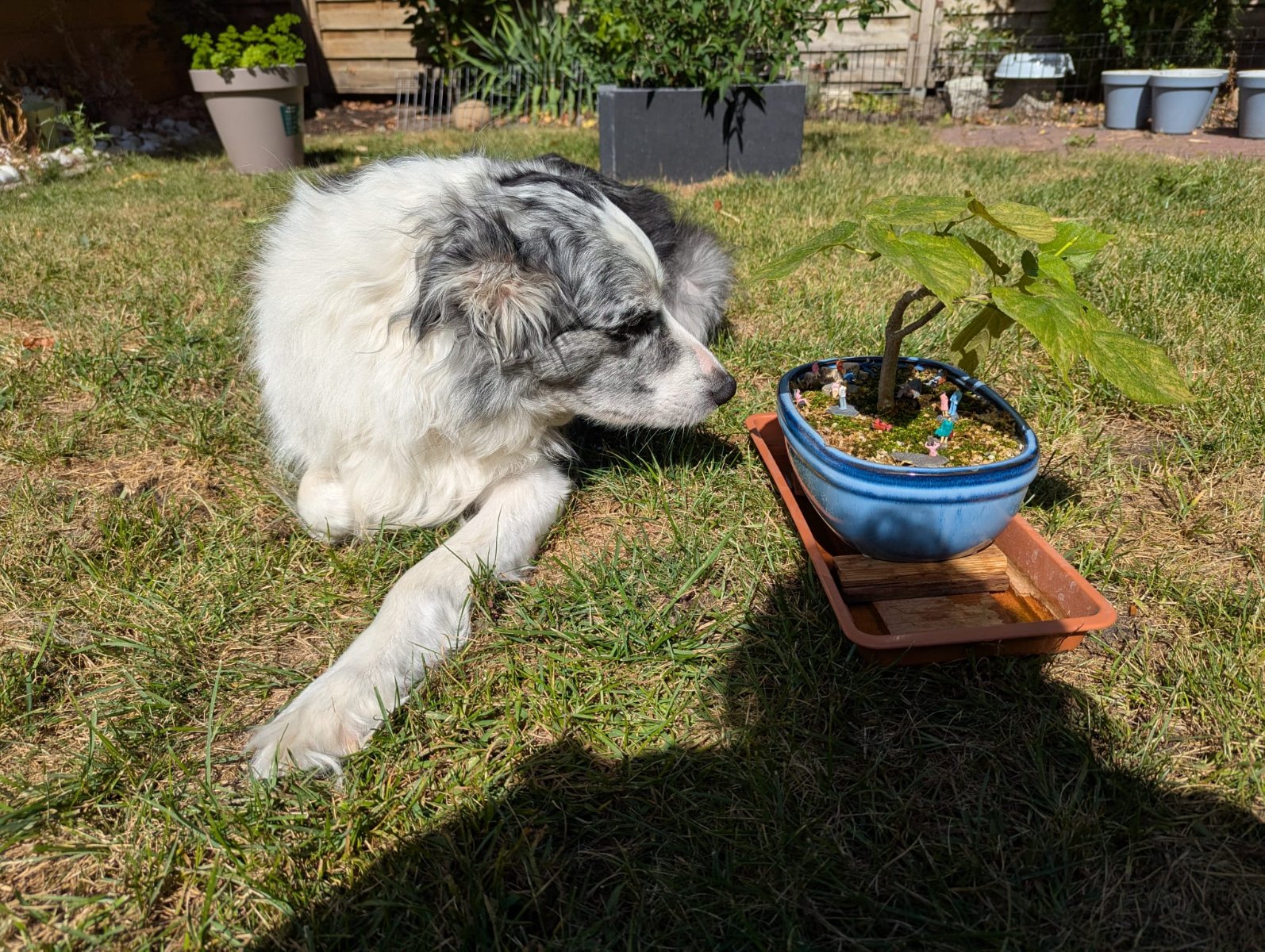 bonsai010.jpeg