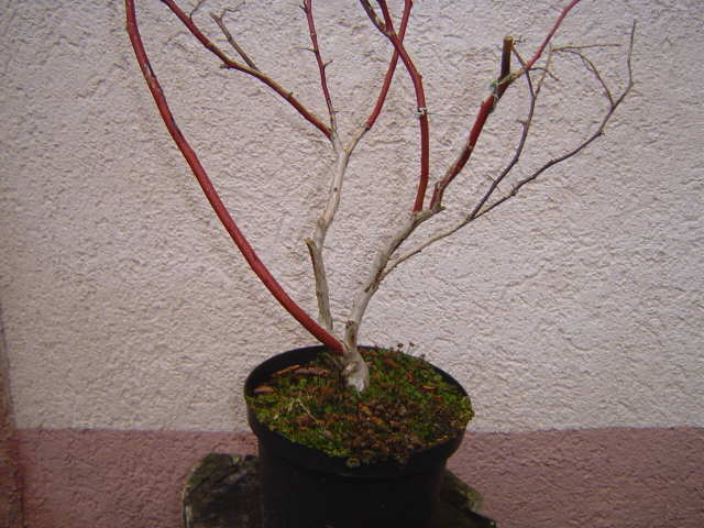 Heidelbeere2.JPG