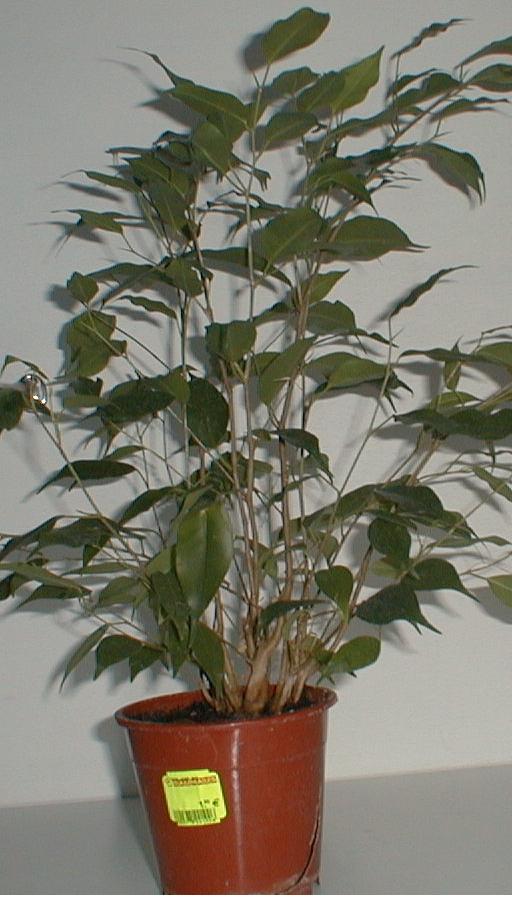 ficus.JPG