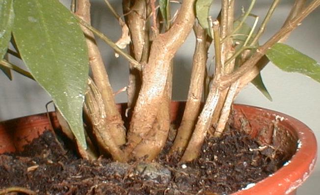 ficuswurzeln.JPG