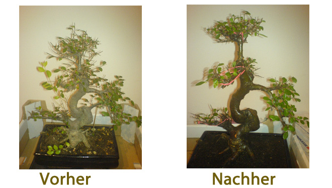 Ulme Vorher Nachher Bild.jpg