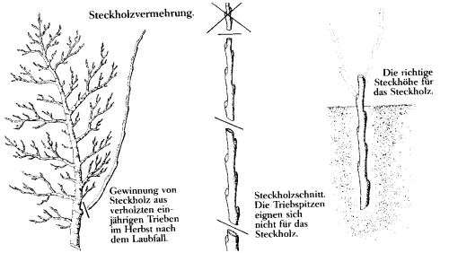 stecki.png