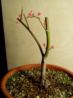 acer_002_TP.jpg