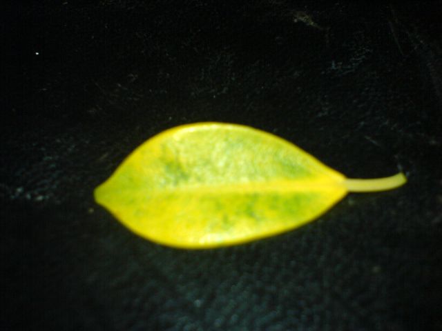 DSC07387.jpg