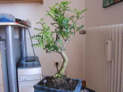 bonsai2.JPG