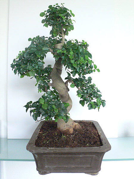 Ligustrum sinensis Winter 2007 Seite2.jpg