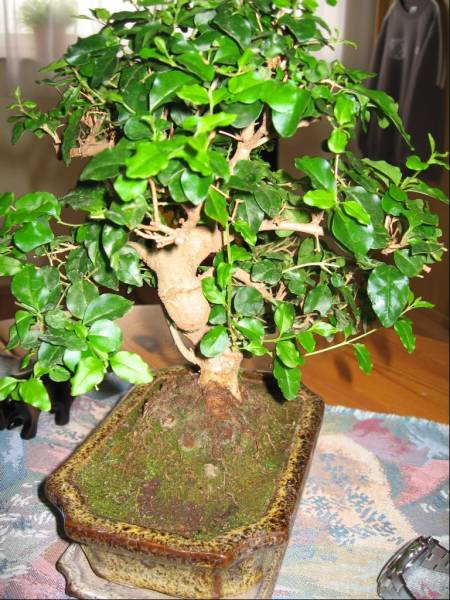 bonsai_206.jpg