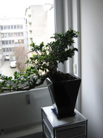 Ficus retusa Standort und Ansicht des Gefäßes