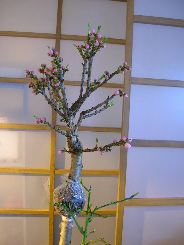 DSCN3401.JPG