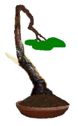 kiefer literat.JPG