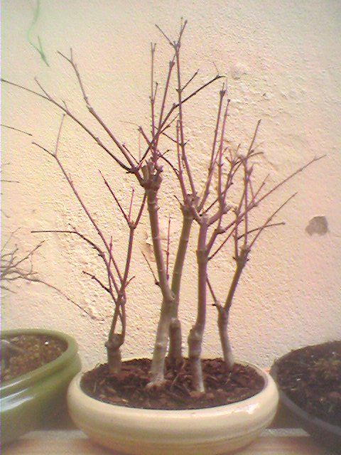 acer atropurpureum von hinten.jpg