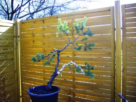 Pinus_Yamadori_2007 k1.JPG
