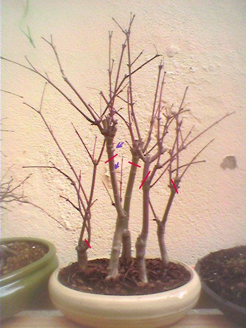 acer_atropurpureum_TP.jpg