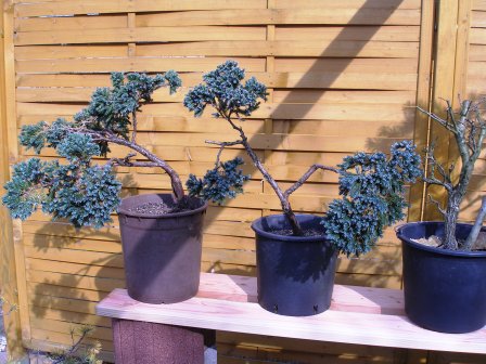 Yamadori_2005 04.JPG