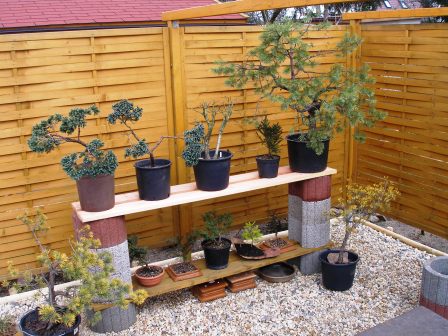 Yamadori_2005 01.JPG