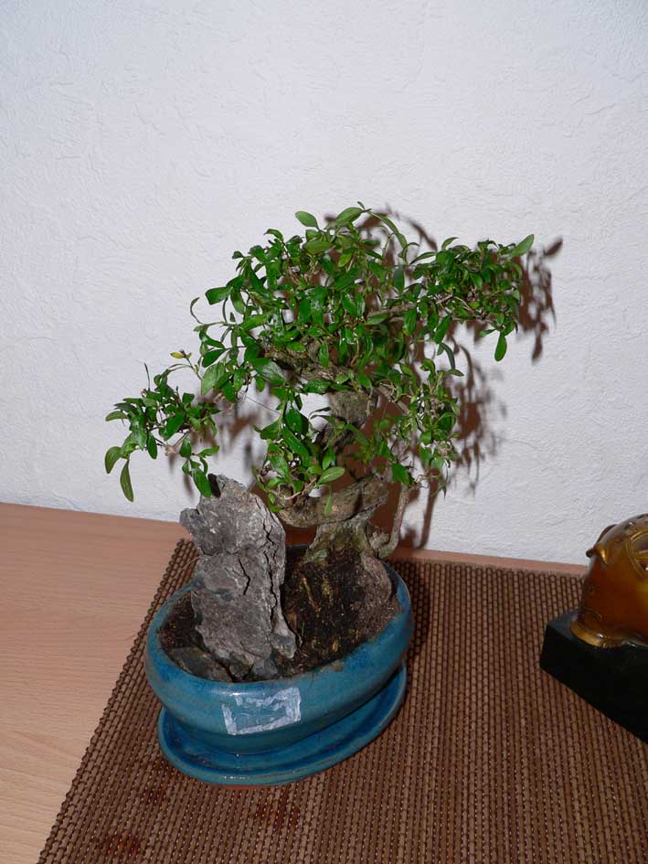 P1150312__.jpg