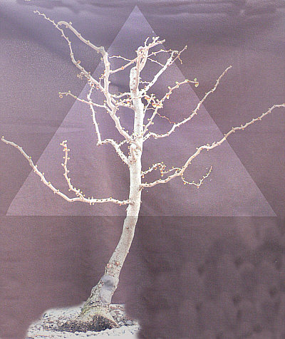 Larix draussen Vorschlag.jpg