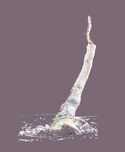 Larix draussen Vorschlag1.jpg