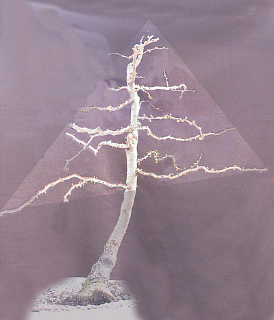 Larix draussen Vorschlag äste nach unten geneigt.jpg