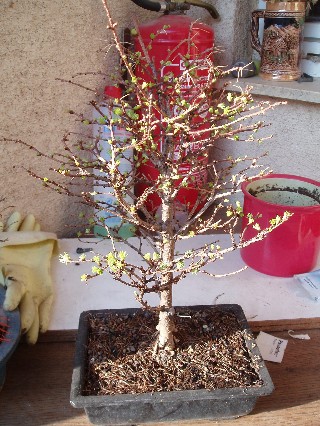 Web bonsai1.jpg