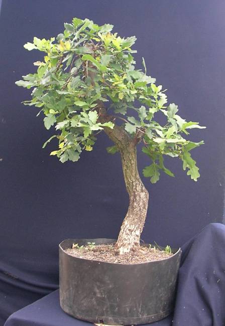 Quercus1.JPG