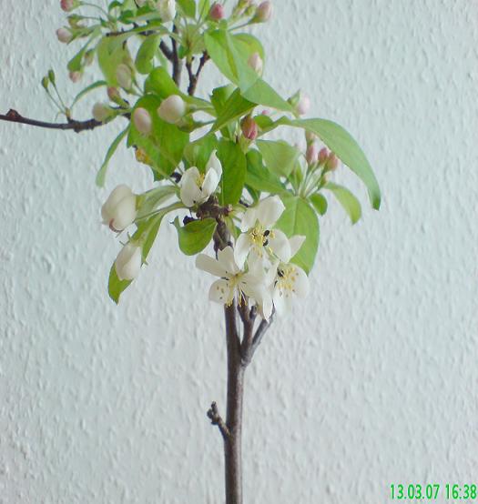 Zierapfel 1-3.jpg