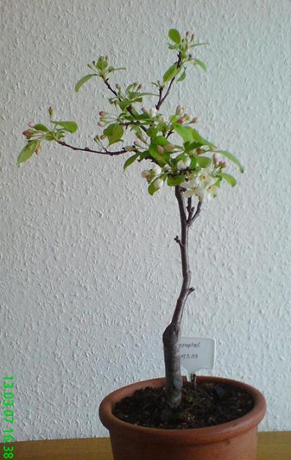 Zierapfel 1-1.jpg