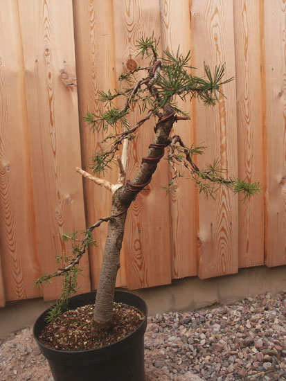 larix-deci_04-09.jpg