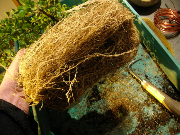 DSCN3552_Bildgröße ändern.JPG