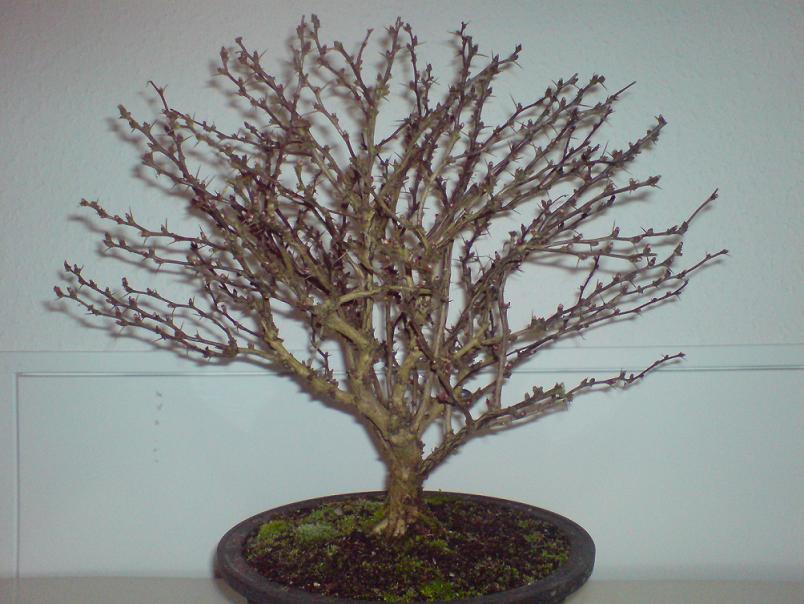Berberis thunbergii.JPG