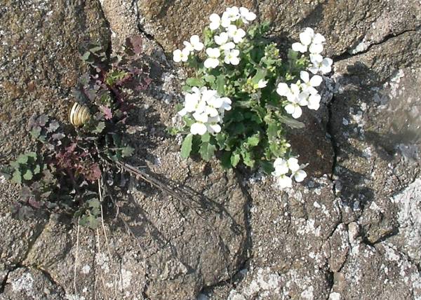 Frühling.JPG