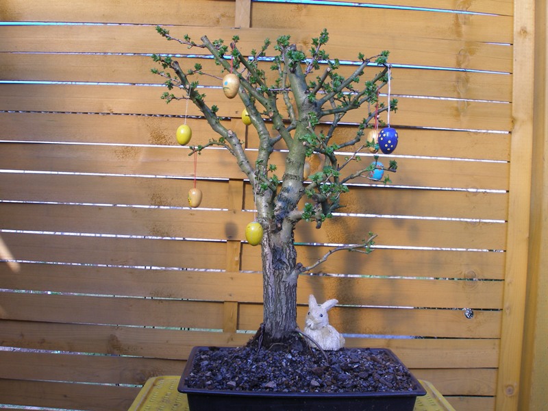 Weißdorn (Crataegus)<br />Yamadori_2001<br />Doppelstamm (Sokan)<br />Höhe 60 cm<br />Durchmesser 4,7 cm_2,8 cm<br />Alter ca. 25 Jahre