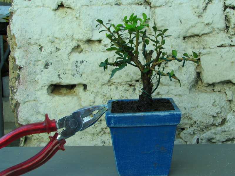 lonicera.jpg