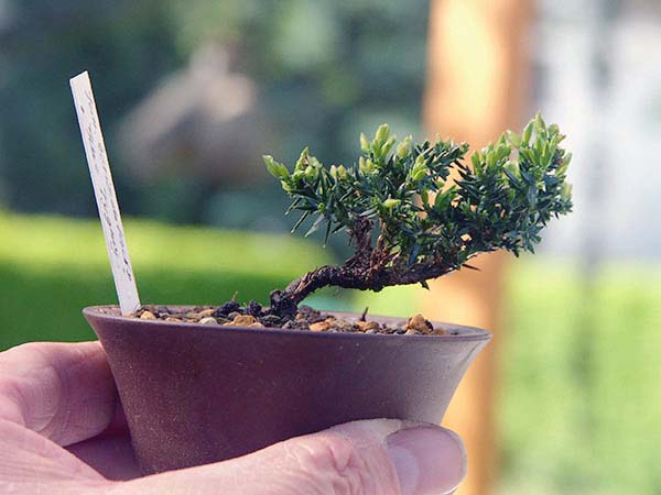 Juniperus-1.jpg