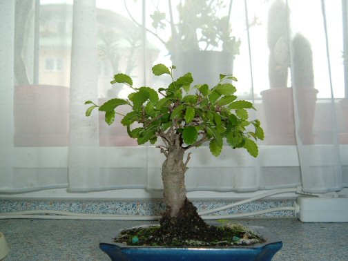 bonsai.JPG